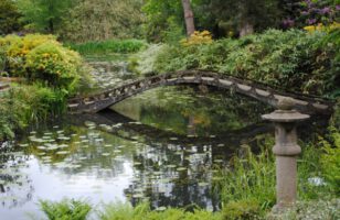 Is Garden Ponds a Good Idea?